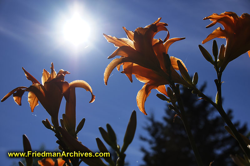 flowers,orange,sky,blue,sun,